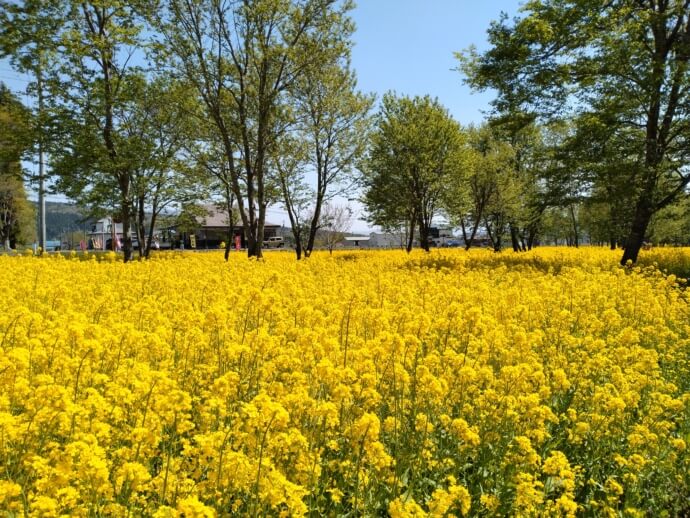 喜多方市に咲く菜の花の写真