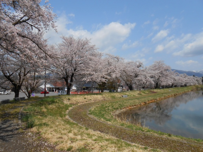 桜が開花した「道の駅 喜多の郷（きたのさと）」に隣接する八方池のほとり（春）