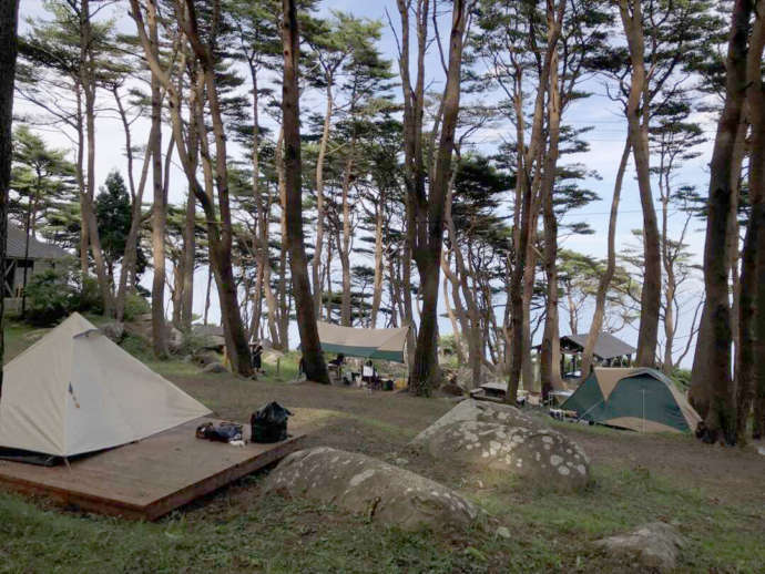 アカマツ林の中にある北侍浜野営場のテントサイトでキャンプを楽しむ人たち