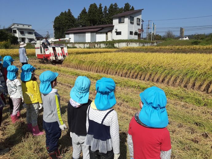 北塩原村の幼稚園児の稲刈り体験