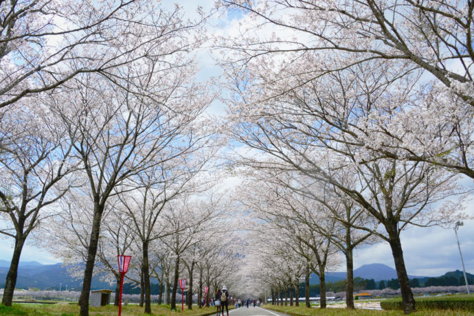 宮崎県小林市にある牧場の桜
