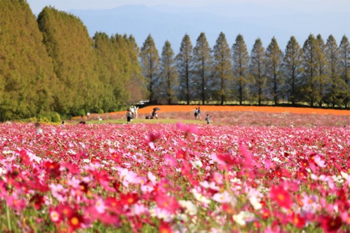 宮崎県小林市にある生駒高原で満開のコスモス