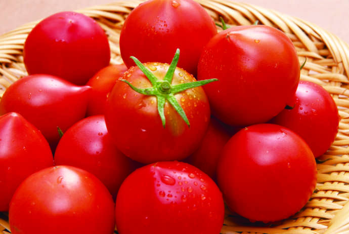 高知市で収穫されたトマト