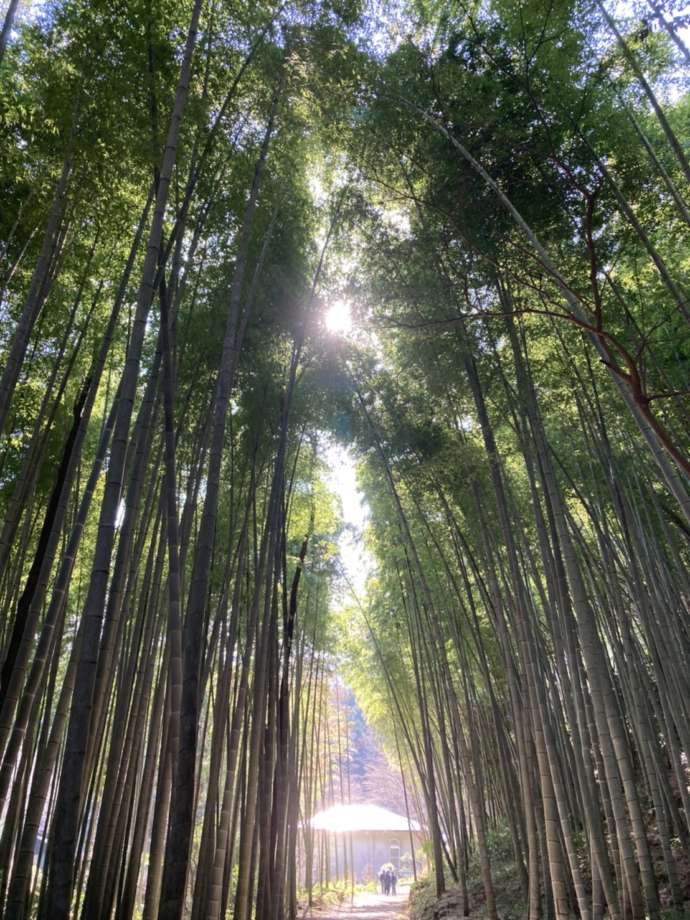 児玉美術館の竹林風景