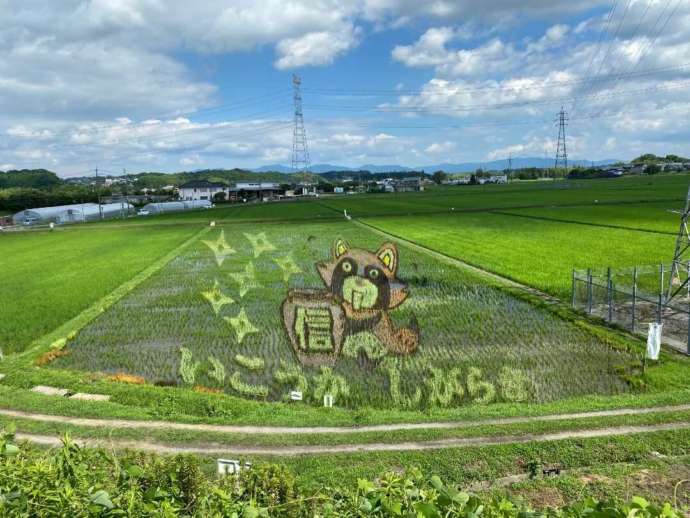 信楽高原鐵道から見られる田んぼアート