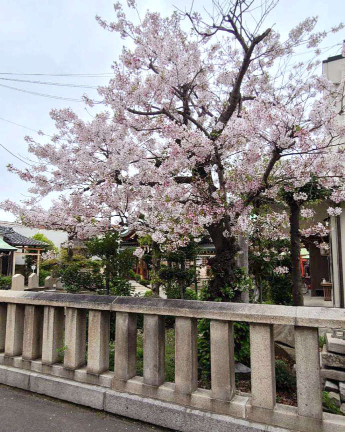 駒林神社の桜