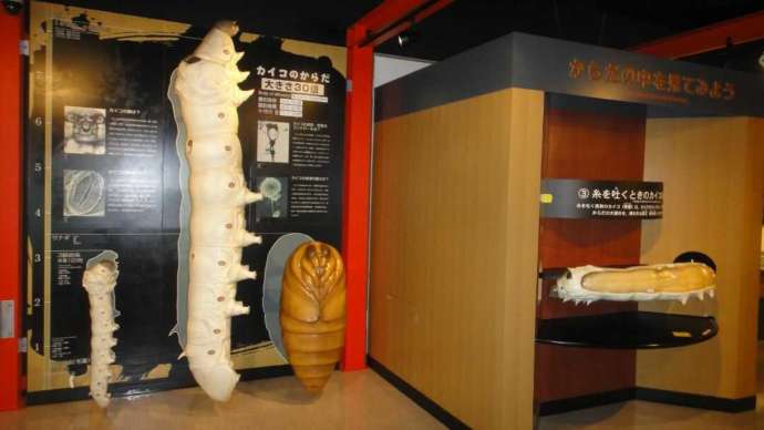 展示室に飾られている蚕の精密拡大模型