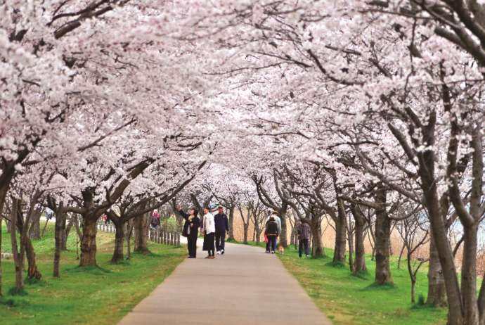 木場潟公園の春の風景：桜並木を歩く人々