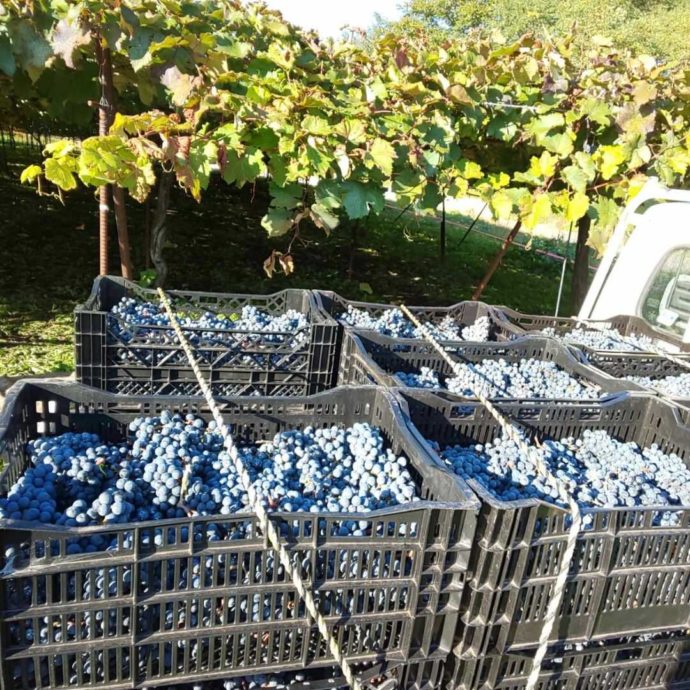 「ワイナリーこのはな」自社畑で収穫した葡萄の写真