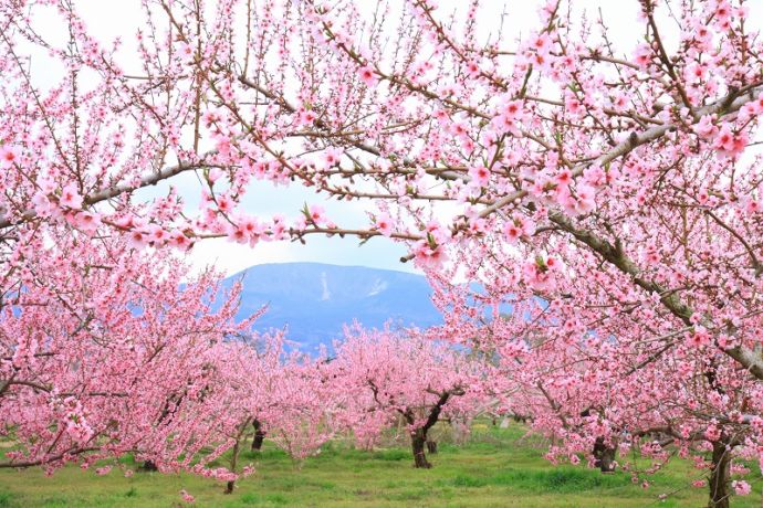 桃の花で色づいた桃畑