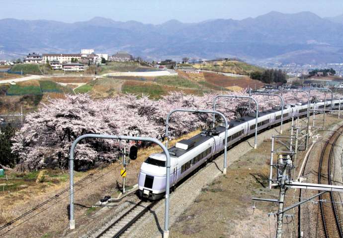 甚六桜の横を走る電車
