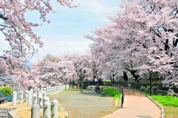 甚六桜公園の桜