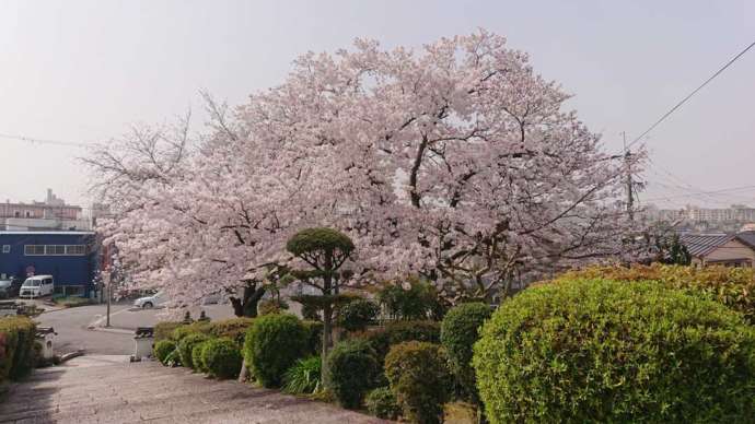 小谷城郷土館に咲く桜