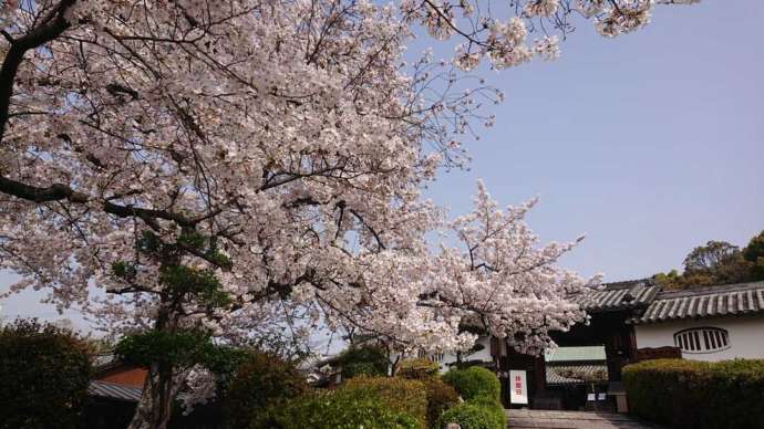 小谷郷土館門前の桜