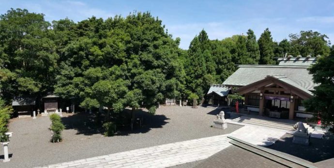 神奈川県藤沢市にある皇大神宮の社殿とご神木