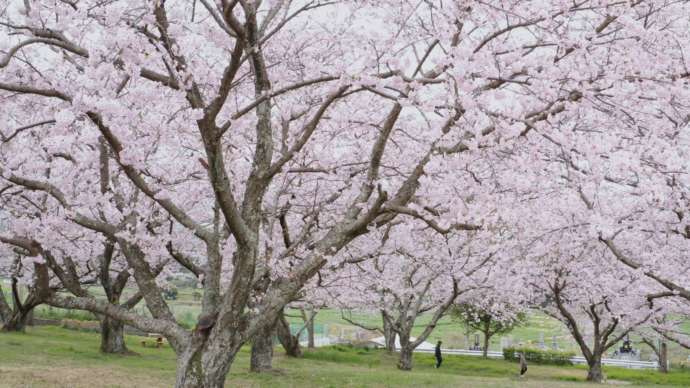 上毛町にある牛頭天王公園の桜の木