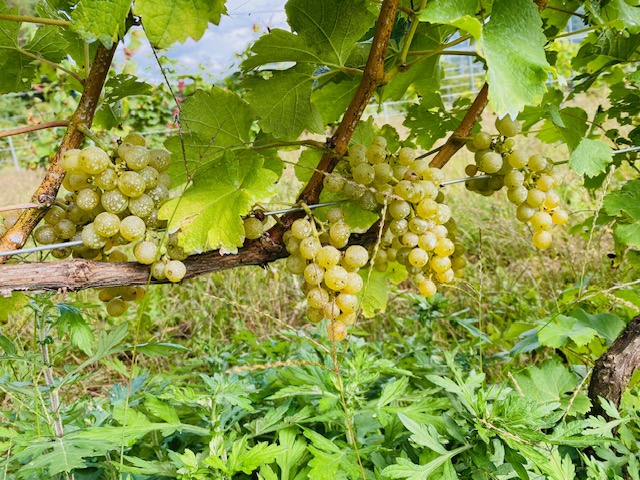 小海町で栽培されているワイン用ブドウ