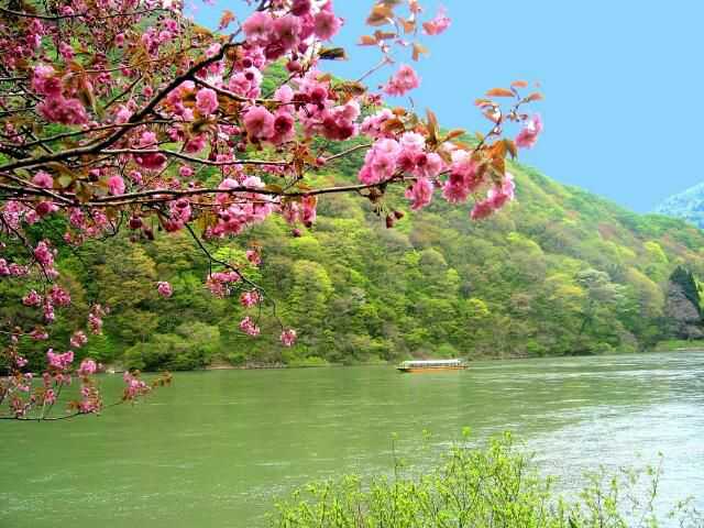 八重桜が咲き誇る最上川舟下りの春の風景