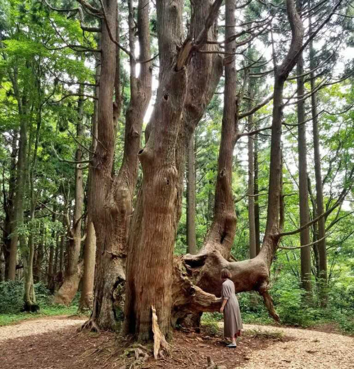 幻想の森に生える巨大な杉の木
