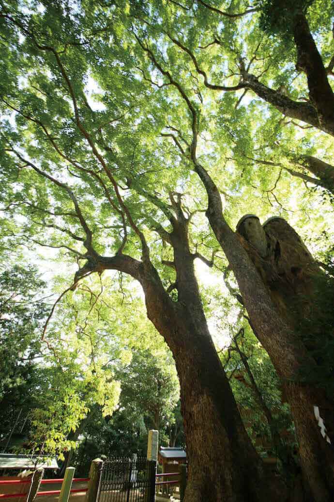 神崎町の神崎神社にある大クス。通称「なんじゃもんじゃの木」