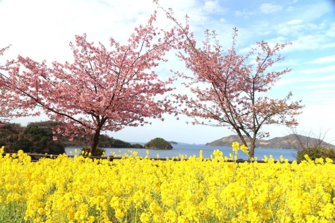 下松市にある「潮風ガーデン」で見ごろを迎えた河津桜と菜の花