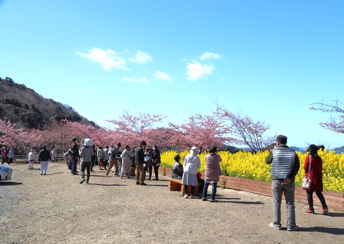 河津桜と菜の花が美しい春の「潮風ガーデン」