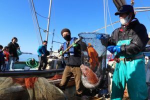 下松市の笠戸島で実施している「定置網漁業体験」
