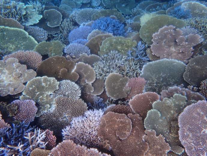 八重山諸島の海に生息するサンゴの群れ