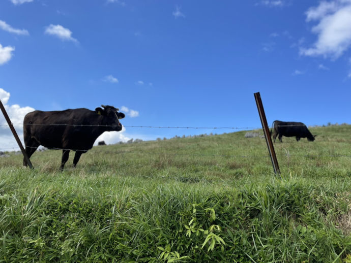 四国カルストで放牧されている牛