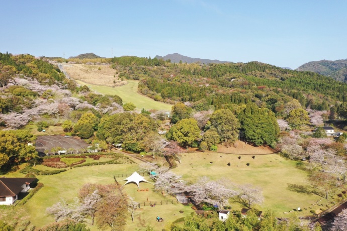 宮崎県国富町の法華嶽公園に咲く桜