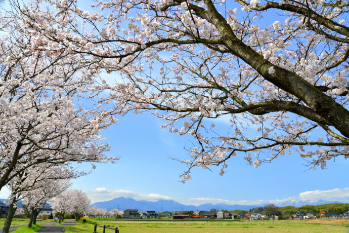 鳥取県倉吉市の花と緑のふれあいロードの桜風景