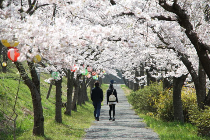 五輪堂山公園の桜並木を歩くカップル