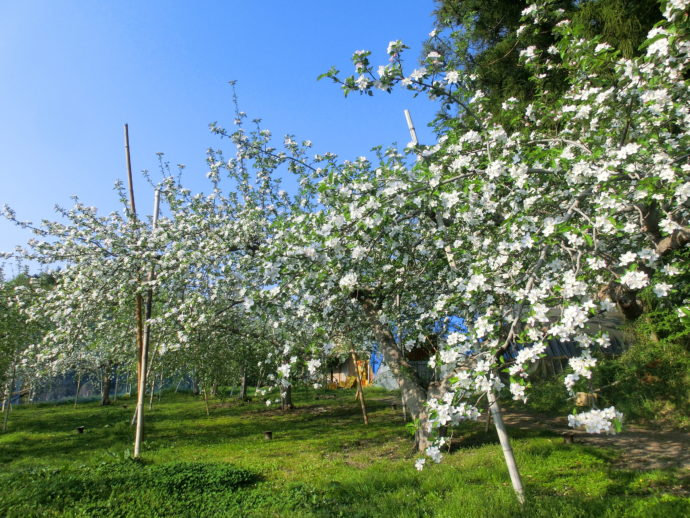 りんごの花があたり一面に咲いている黒田りんご園の様子