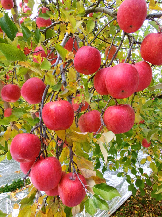 黒田りんご園内にある「ふじ」という品種のりんごの木