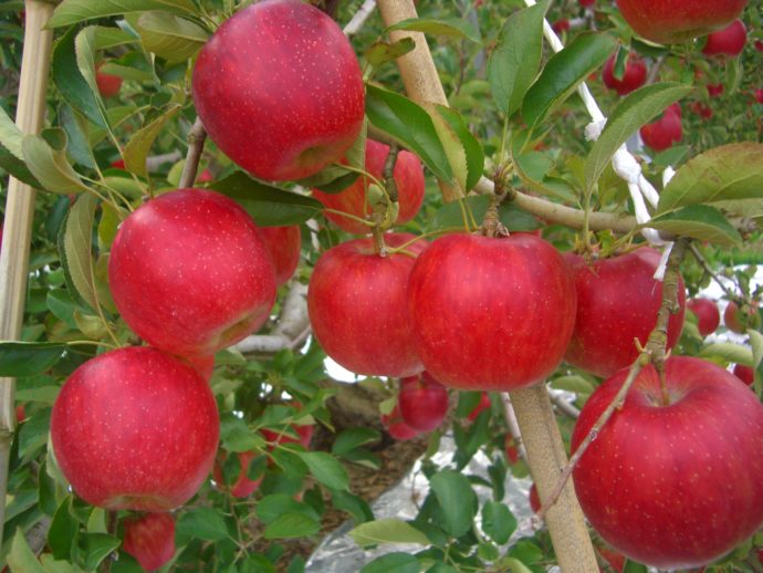 黒田りんご園内にある「陽光」という品種のりんごの木