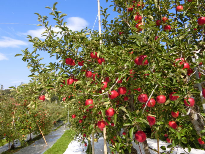 黒田りんご園内にある、りんごが豊富に実った木の写真