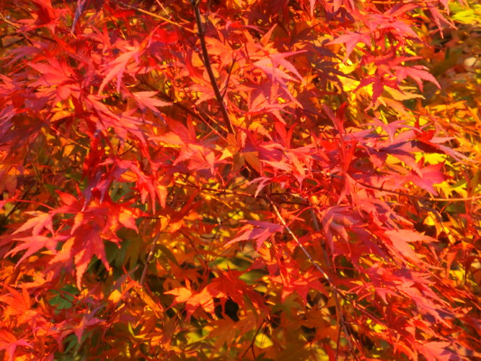 黒田りんご園内で見られる紅葉の様子