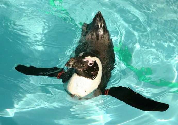 久留米市鳥類センターで泳ぐケープペンギン