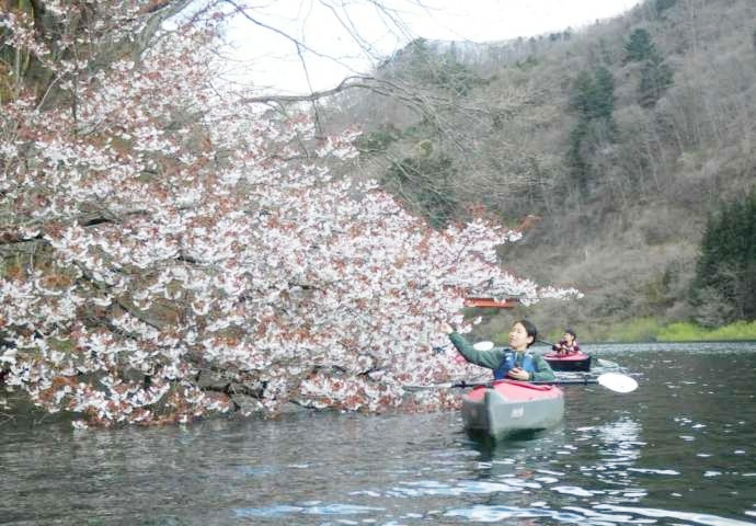 草木湖でカヌーを体験している女性が桜を触っている写真