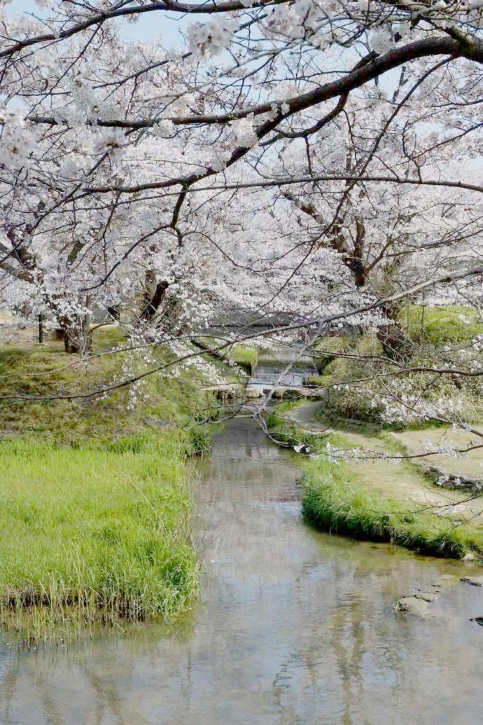 石川県九谷焼美術館に隣接する春の古九谷の杜公園と桜