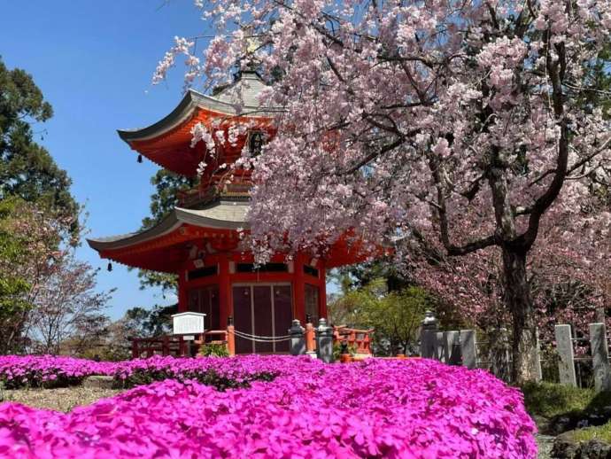 遍照塔の周辺にある色鮮やかな芝桜と枝垂れ桜