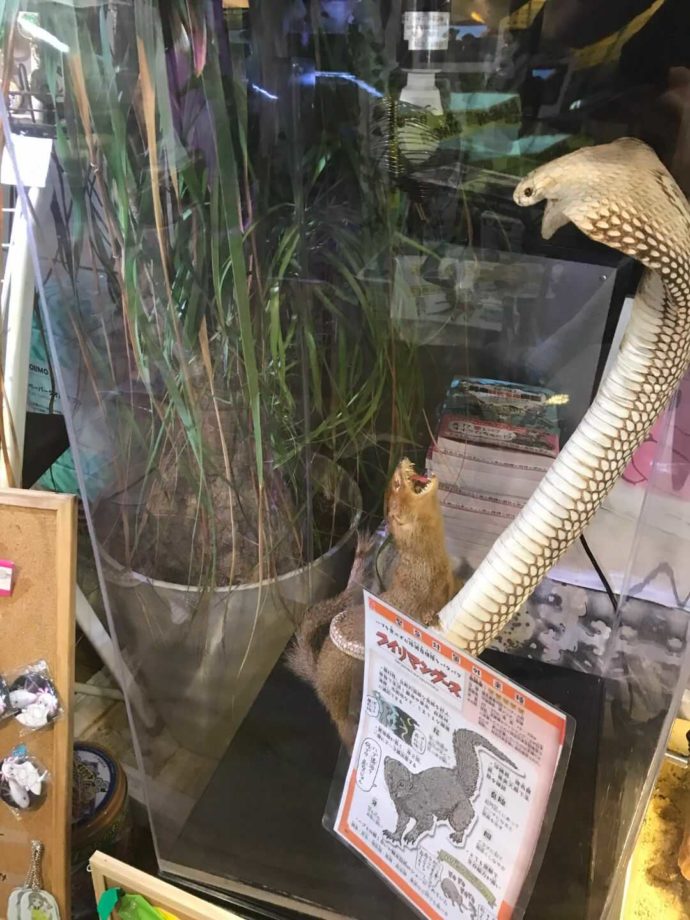 花園教会水族館の「コブラ対マングース」の剥製