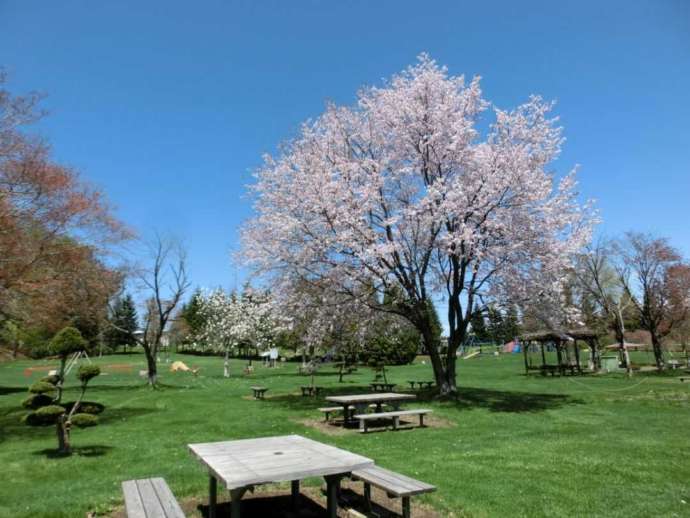 吹き出し公園の春の景色：桜と緑