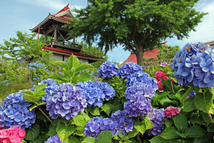 北海道共和町に咲くあじさいの写真