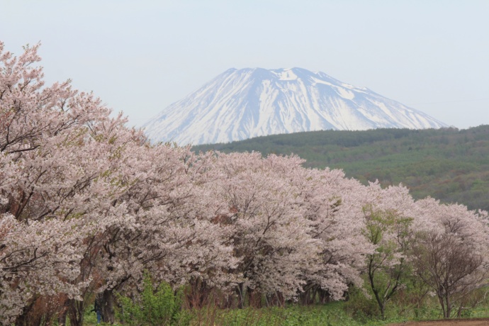 北海道共和町に咲く桜と山の写真