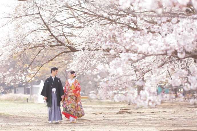 満開の桜の中の和装撮影シーン