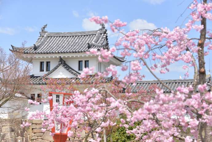 舞鶴市の田辺城と桜