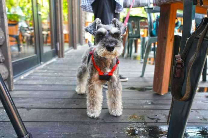 森のカフェレストランは犬の同伴も可能