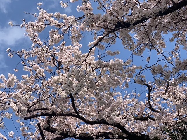 真鶴町の桜