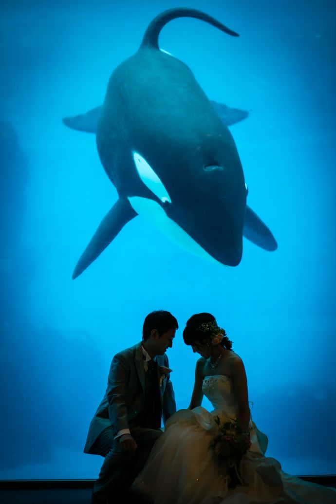 水族館でシャチと一緒に結婚写真を撮る新郎新婦